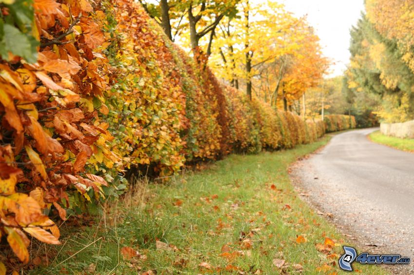 kríky, jesenné stromy, cesta