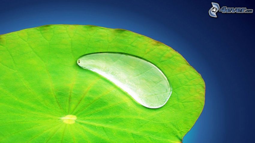 kvapka vody, zelený list