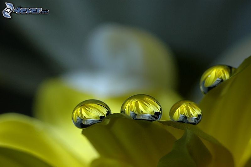 kvapky vody, lupeň, žltý kvet, makro
