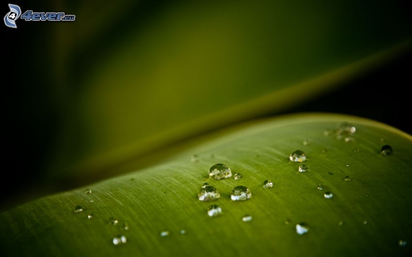 kvapky vody, zelený list