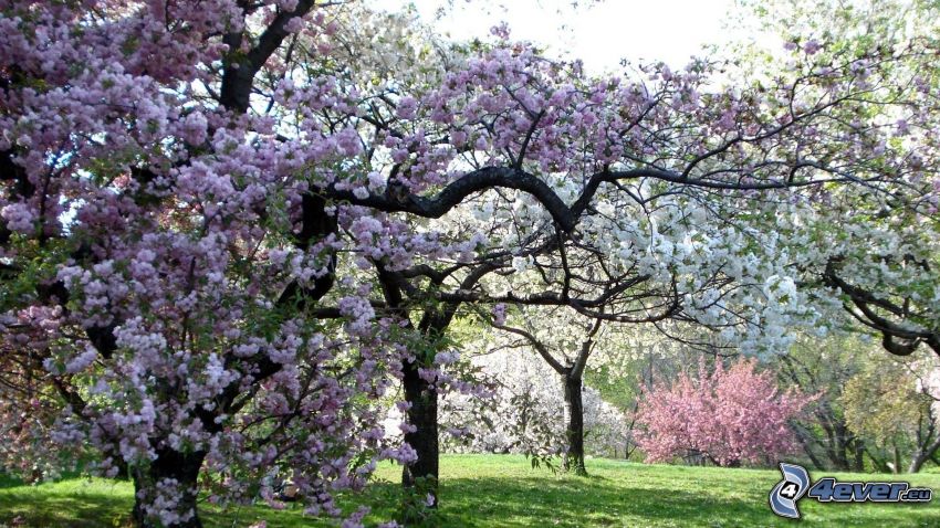 kvitnúce stromy