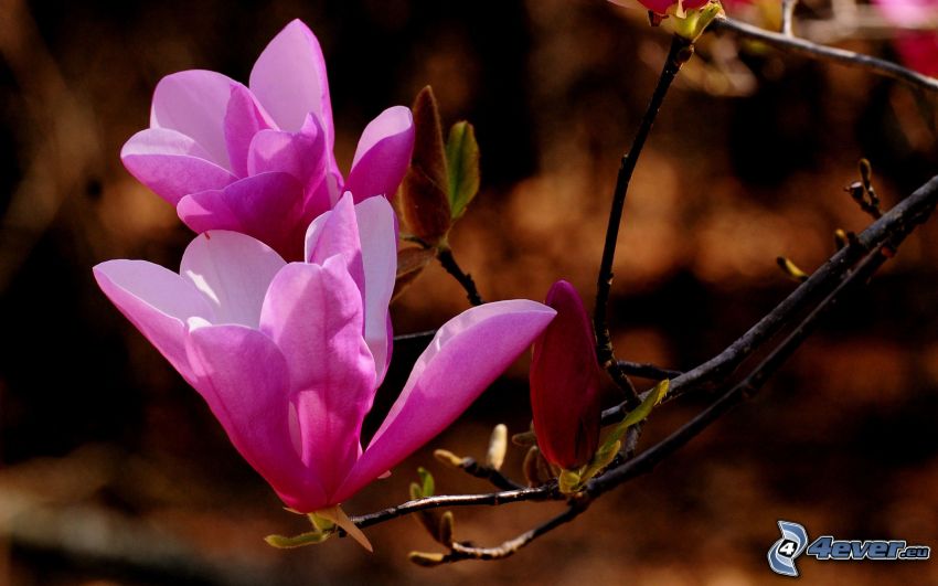 kvitnúci konárik, ružový kvet