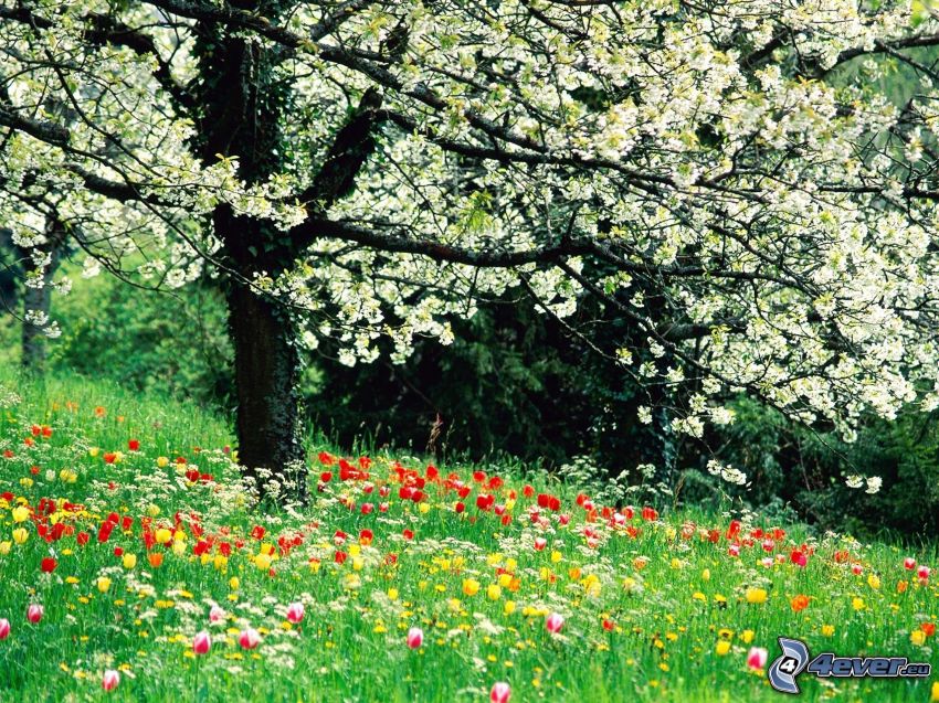 kvitnúci strom, lúka, tulipány