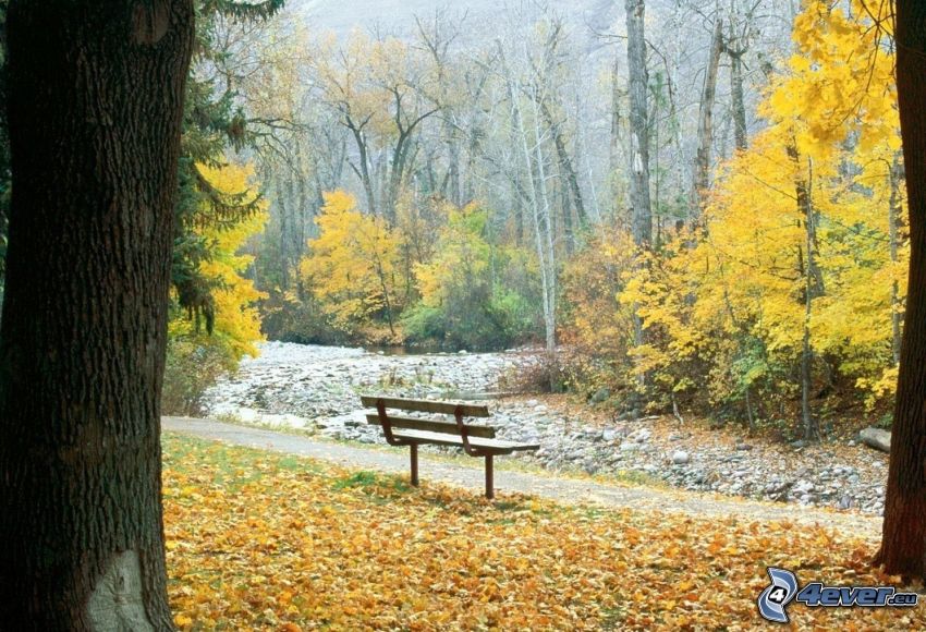lavička v parku, žlté stromy, opadané listy