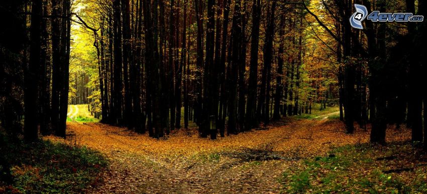 lesná cesta, rázcestie, jesenné listy