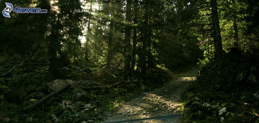 lesná cesta, slnečné lúče v lese, tmavý les