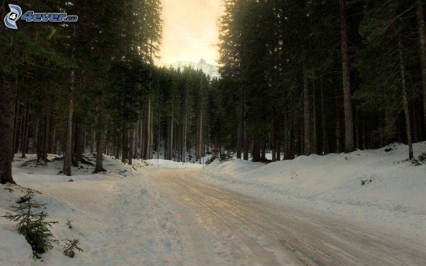 lesná cesta, sneh, les