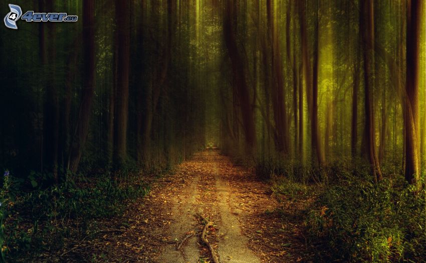 lesná cesta, zeleň