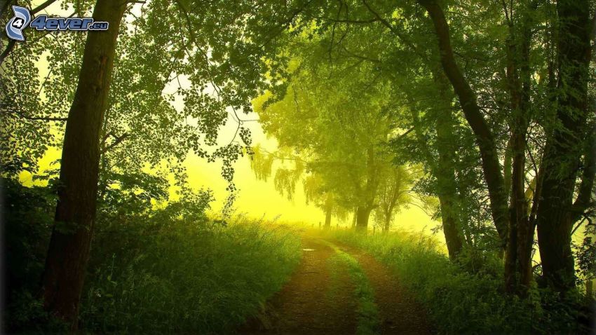 lesná cesta, zelené stromy