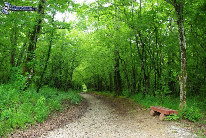 lesný chodník, lavička, zelený les