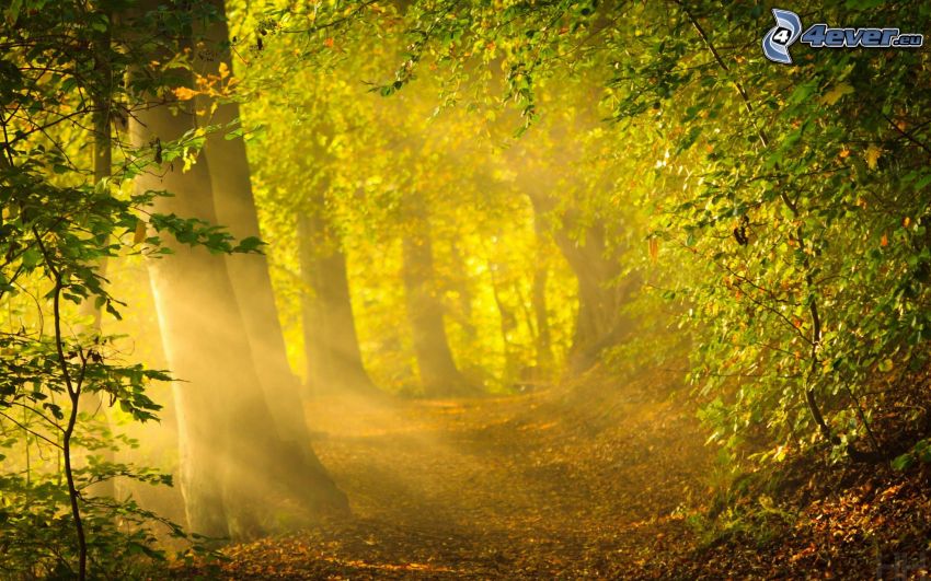 lesný chodník, slnečné lúče v lese, zeleň