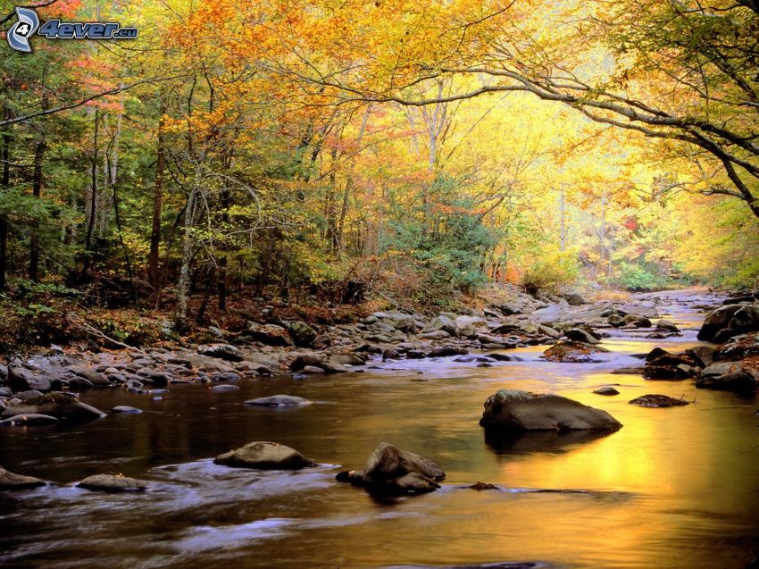 lesný potok, žlté stromy, skaly, jeseň