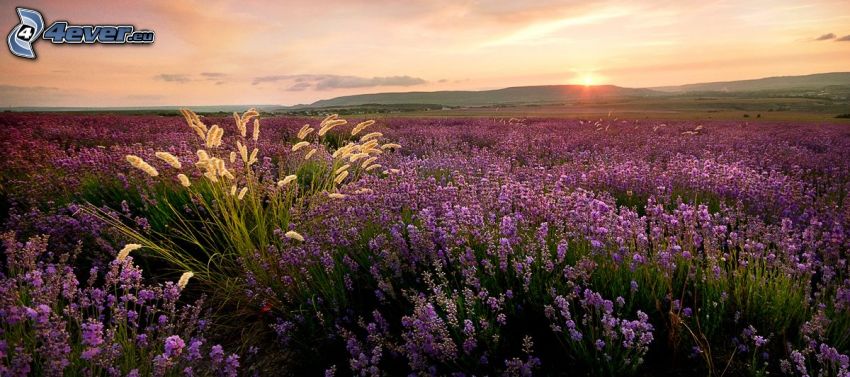 levanduľové pole, fialové kvety, východ slnka