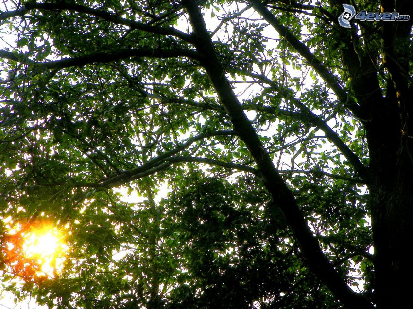 listnatý strom, slnko