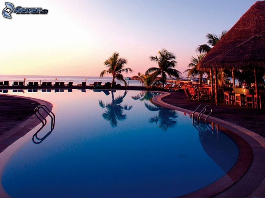 Maldivy, bazén, terasa, palmy