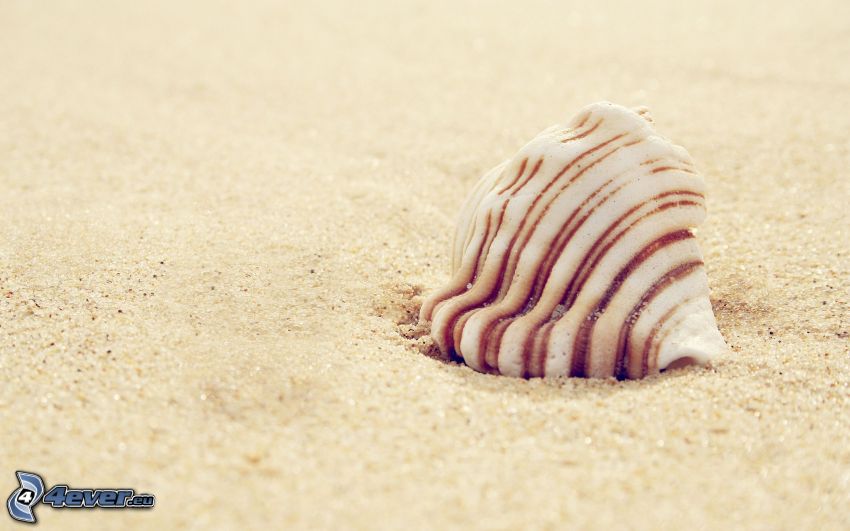 mušľa na pláži, piesok