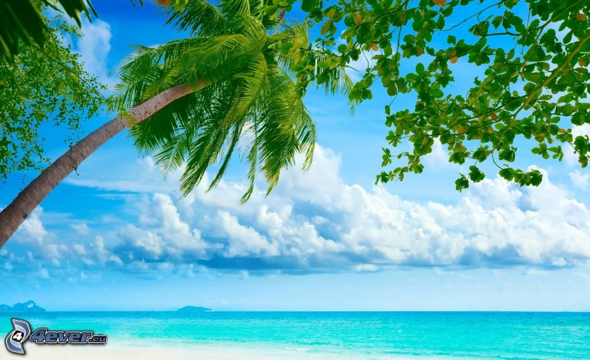 palma nad morom, azúrové more, oblaky
