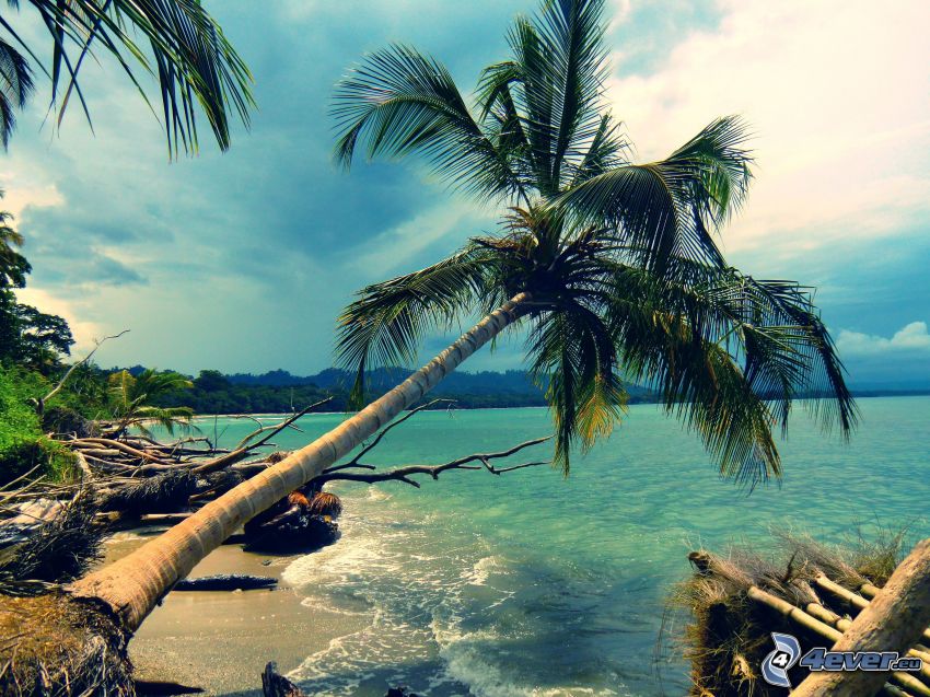 palma nad morom, pláž