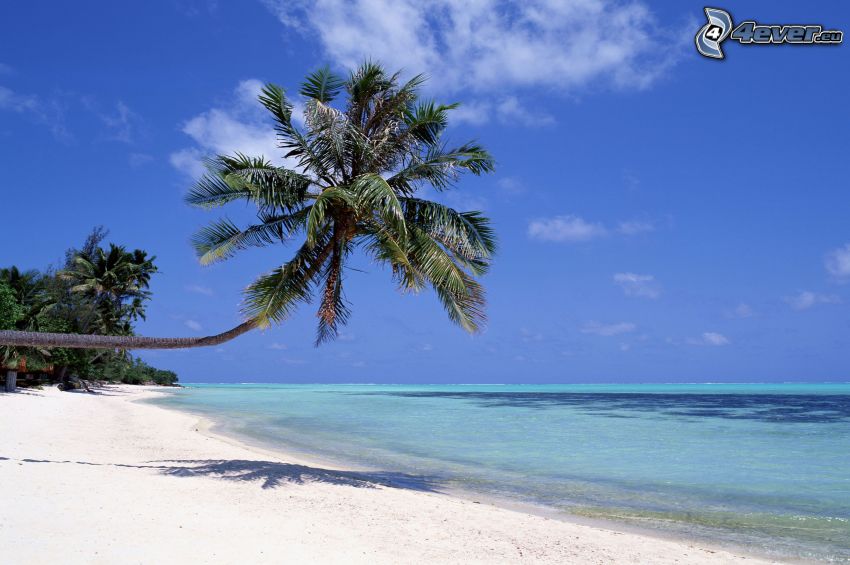 palma nad piesočnou plážou, more, ostrov