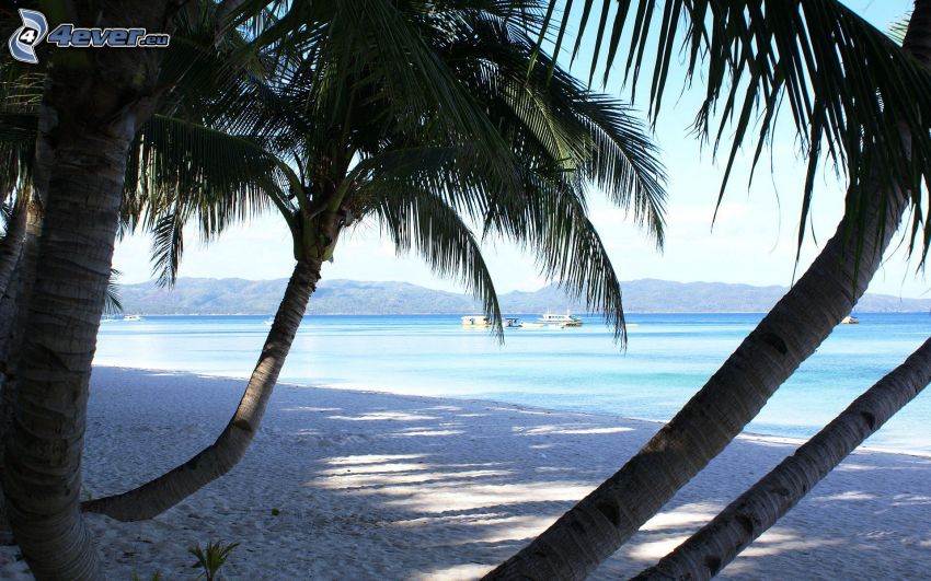 palmy na pláži, letné azúrové more, pobrežie