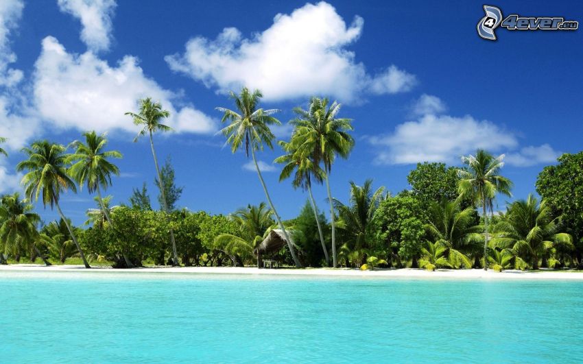 palmy na pláži, plytké azúrové more