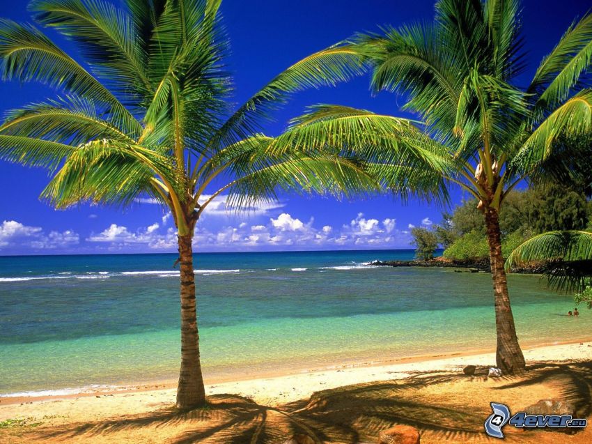 palmy na pláži, pobrežie, more
