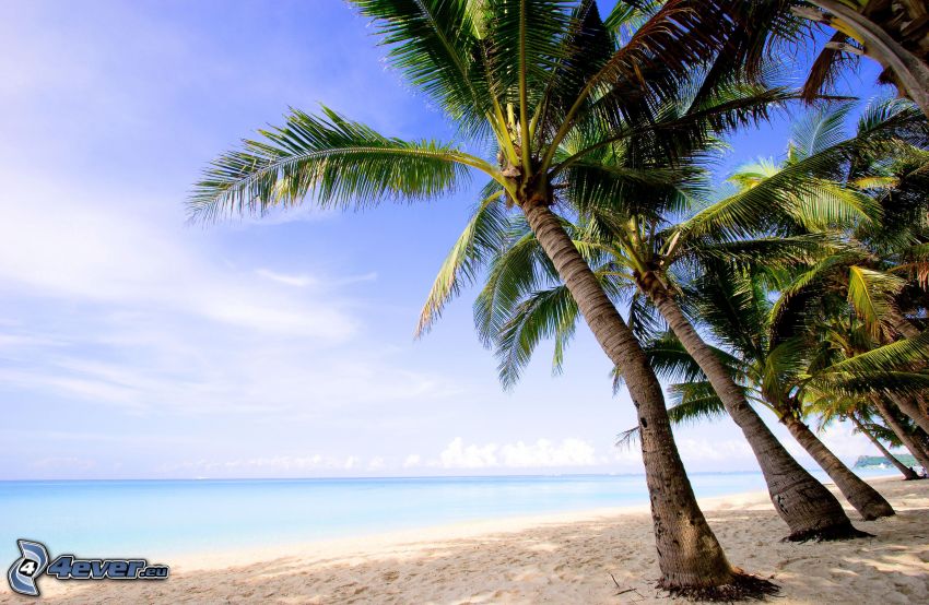 palmy na pláži, šíre more
