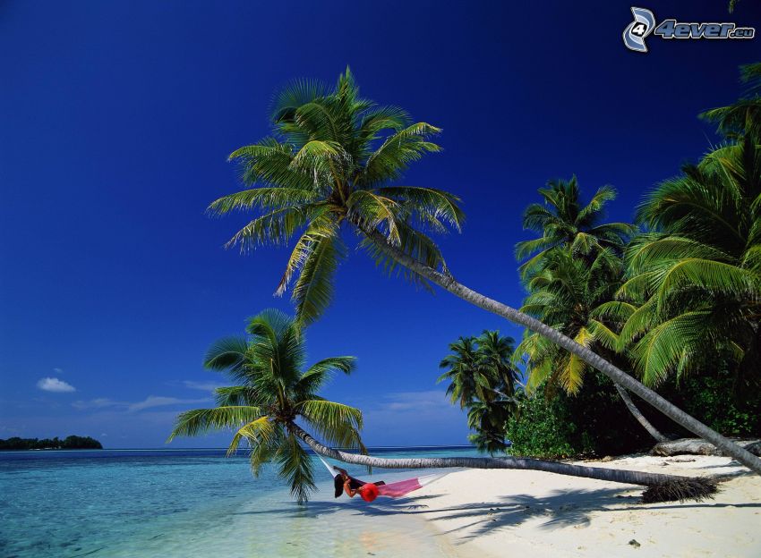 palmy nad morom, pláž, sieť na ležanie