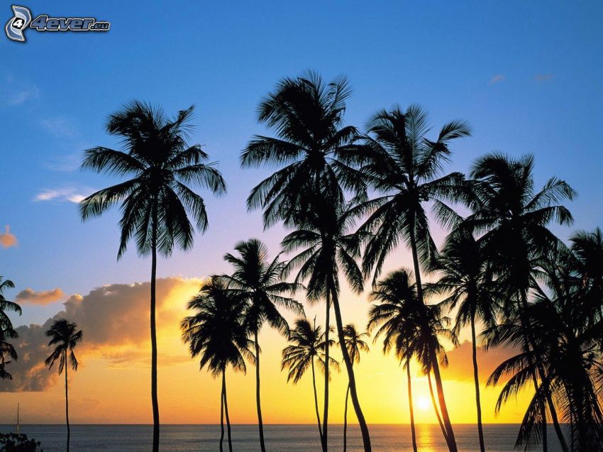 palmy pri západe slnka, šíre more