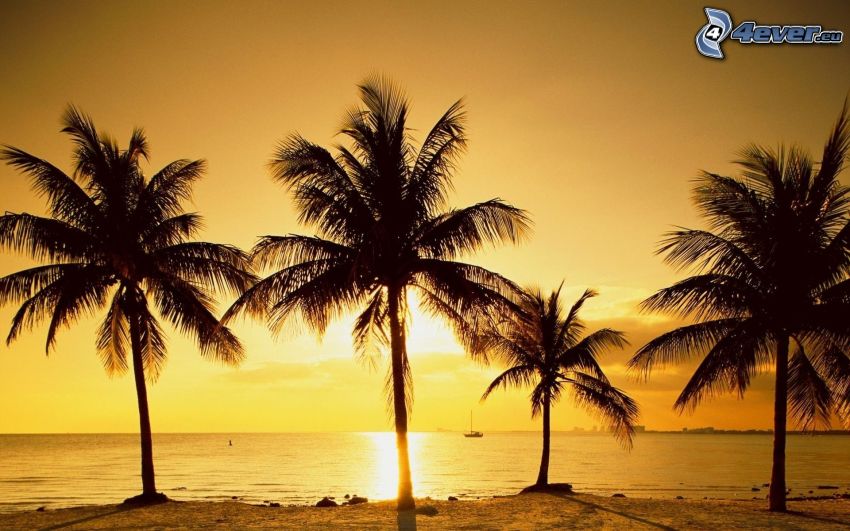 východ slnka na morskej hladine, palmy pri mori, siluety