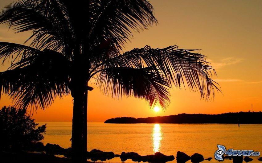 západ slnka nad morom, palma