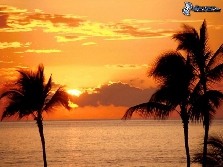 západ slnka za morom, Maui, Havaj, palmy, more