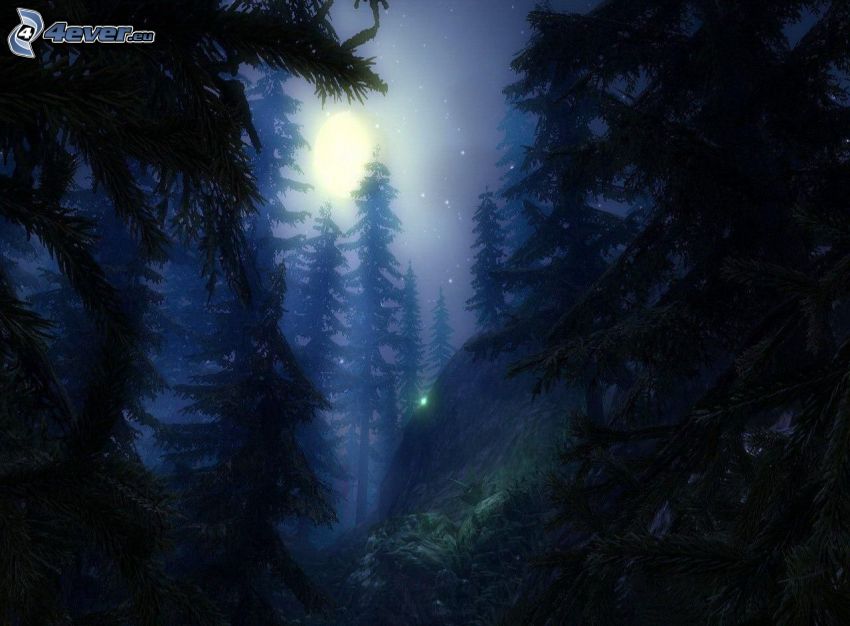 nočný les, ihličnaté stromy, mesiac