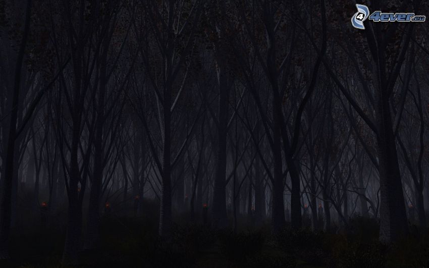 nočný les