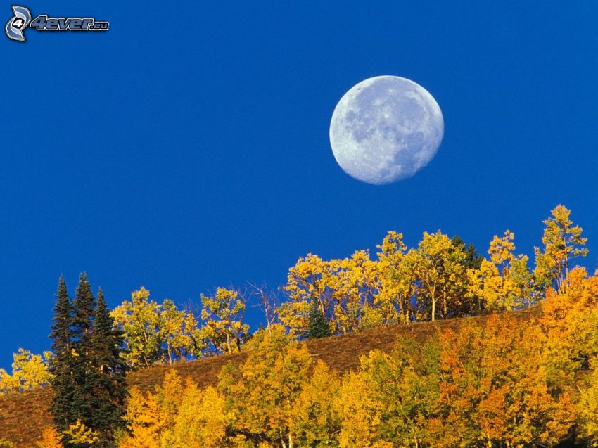 Mesiac, žlté stromy, modrá obloha