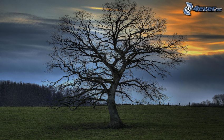 osamelý strom, lúka, večerná obloha