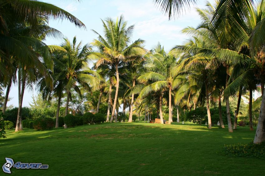 palmy, zelená tráva