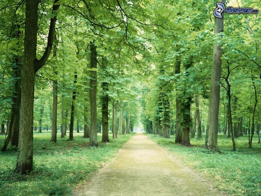 park, chodník, stromy