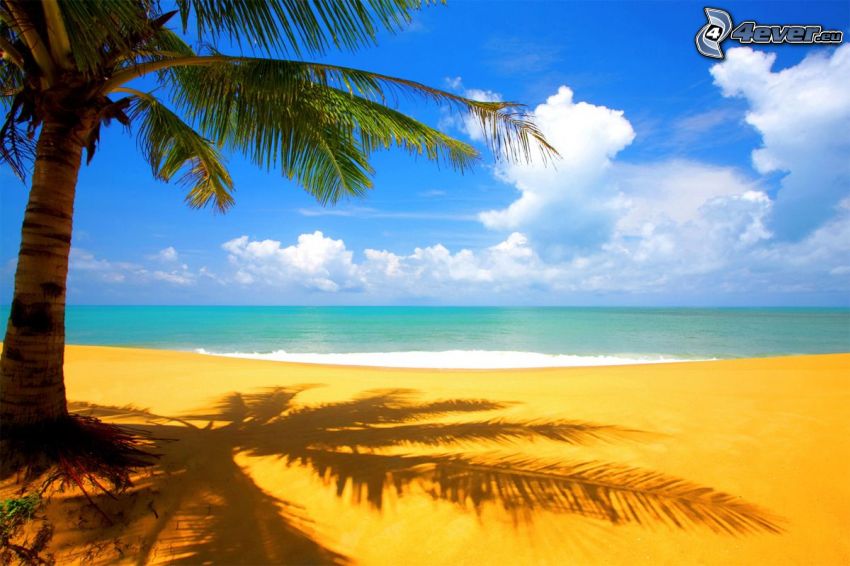 pláž, palma, more