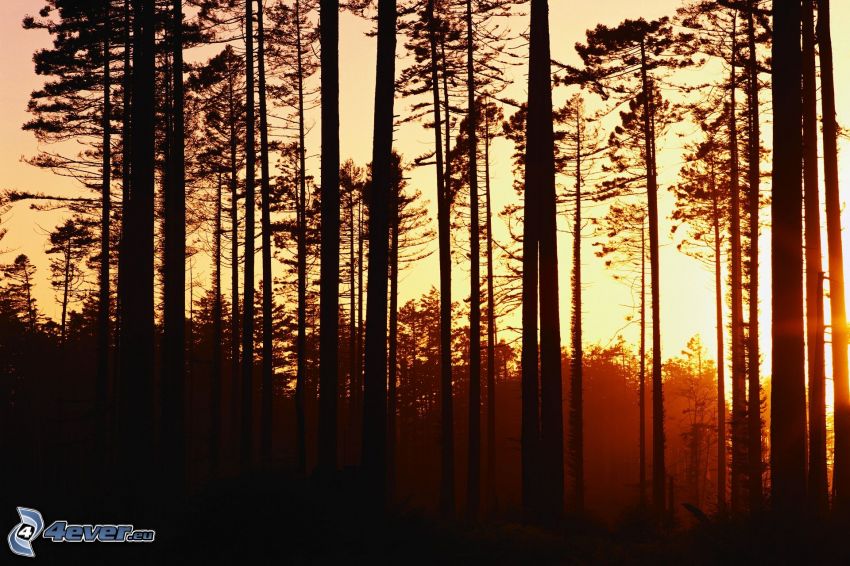 po západe slnka, les, siluety stromov