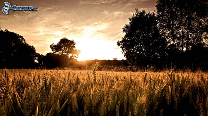 po západe slnka, pšeničné pole, siluety stromov