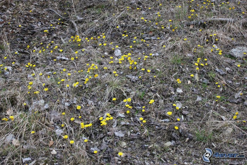 Podbeľ, žlté kvety