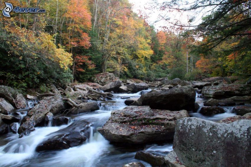 potok v lese, rieka, farebný jesenný les, skaly