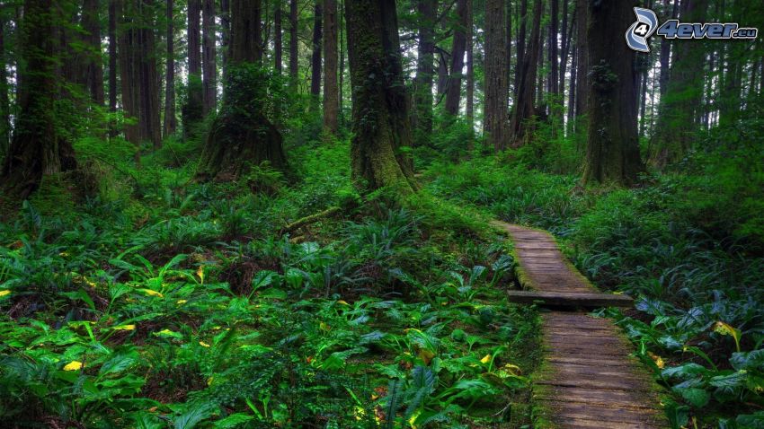 prales, zeleň, chodník cez les