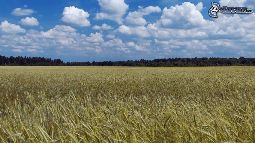 pšeničné pole, oblaky
