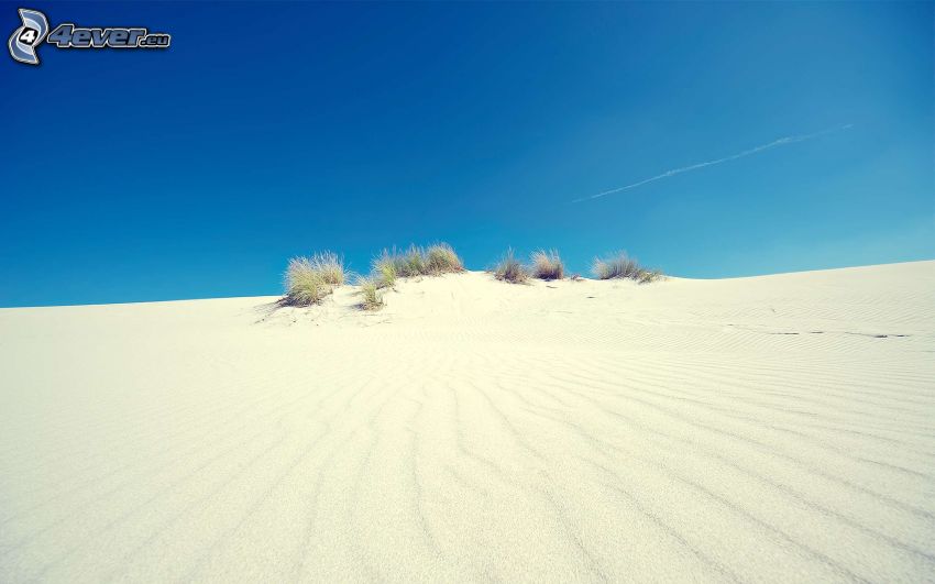 púšť, piesok, rastliny, modrá obloha