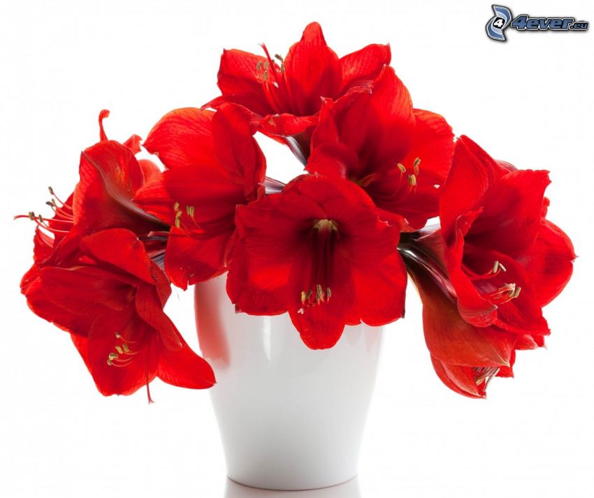 Amarilka, červené kvety