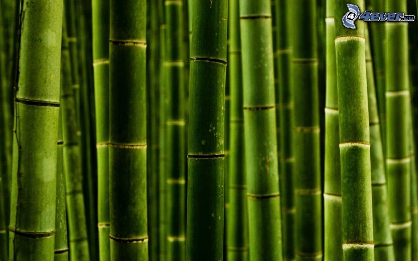 bambusové drevo