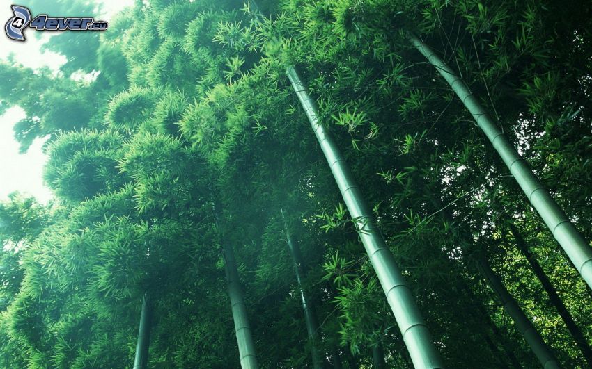 bambusový les