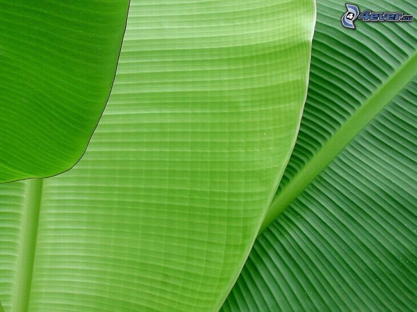 banánovník, zelené listy